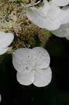 Oakleaf hydrangea